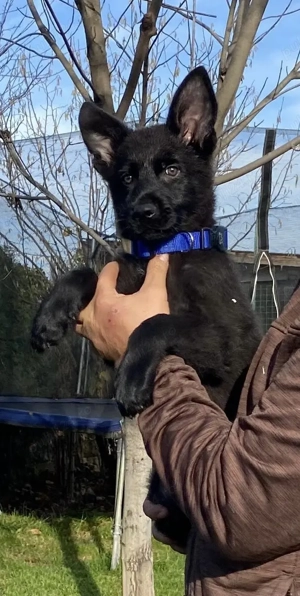 Vând pui ciobănesc german linie de lucru  - imagine 2