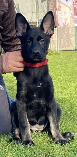 Vând pui ciobănesc german linie de lucru  - imagine 5