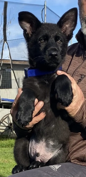 Vând pui ciobănesc german linie de lucru  - imagine 4