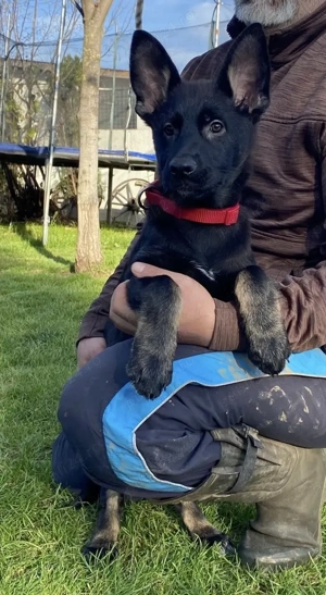 Vând pui ciobănesc german linie de lucru 