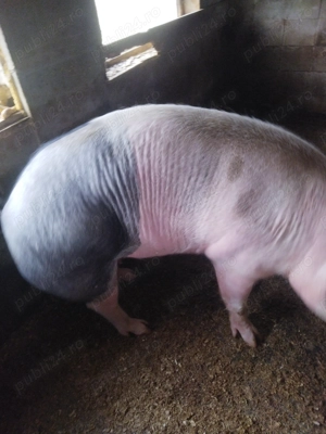 Scroafa are250 kg. - imagine 3