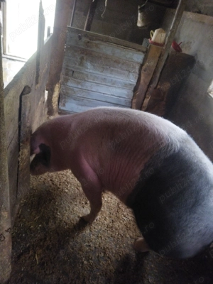 Scroafa are250 kg. - imagine 5