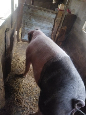Scroafa are250 kg. - imagine 4