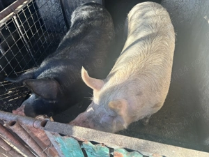 Vând porci mari la kg sau la bucată  - imagine 3