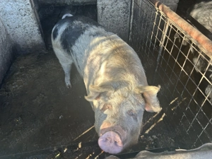 Vând porci mari la kg sau la bucată 