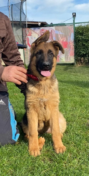 Pui ciobănesc german cu pedigree  - imagine 4