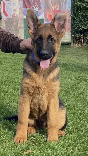 Pui ciobănesc german cu pedigree  - imagine 2