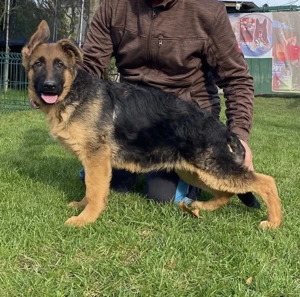 Pui ciobănesc german cu pedigree  - imagine 3