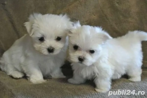 Bichon maltez mini toy - imagine 2
