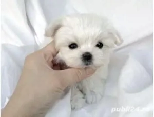 Bichon maltez mini toy