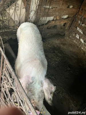 porci pentru sacrificat  - imagine 4