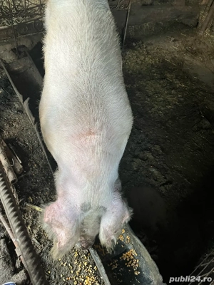 porci pentru sacrificat  - imagine 2