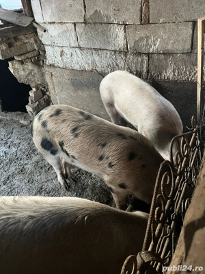 porci pentru sacrificat  - imagine 5