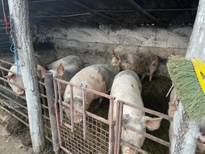 Vând porc  - imagine 2