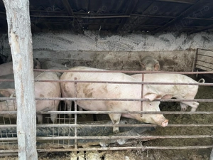 Vând porc  - imagine 3