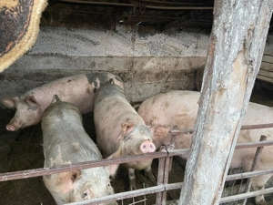 Vând porc 