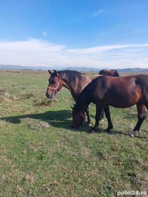 vand iapa si manza  - imagine 2