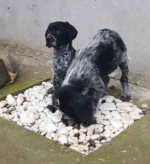 Catelusi brac german sarmos  - imagine 3