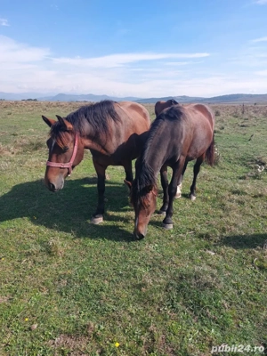 vand iapa si manza  - imagine 3