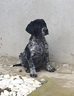 Catelusi brac german sarmos 