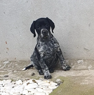 Catelusi brac german sarmos  - imagine 4