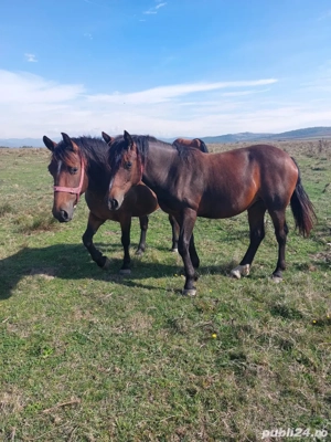 vand iapa si manza  - imagine 4