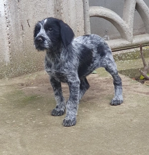 Catelusi brac german sarmos  - imagine 2