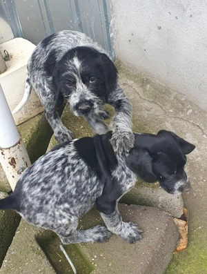 Catelusi brac german sarmos  - imagine 5