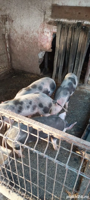 vând purcei 4 bucati - imagine 3