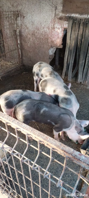 vând purcei 4 bucati