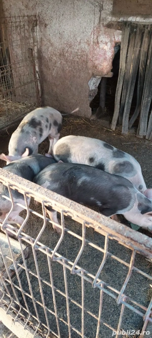 vând purcei 4 bucati - imagine 2