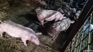 Porci rasa Petrain Belgian