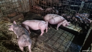 Porci rasa Petrain Belgian - imagine 2