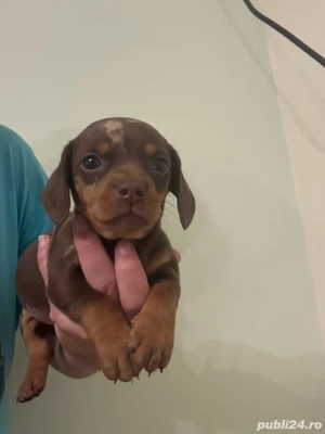 Femela teckel vaccinata cu carnet - imagine 2