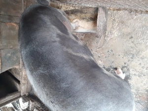 Porc pietrain 300 + kg - imagine 5