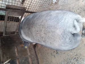 Porc pietrain 300 + kg