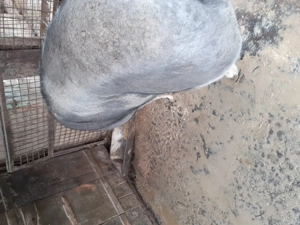 Porc pietrain 300 + kg - imagine 4