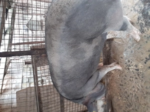 Porc pietrain 300 + kg - imagine 2