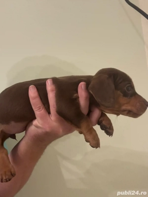 Femela teckel vaccinata cu carnet - imagine 4