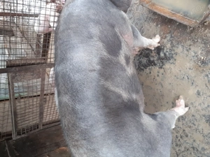 Porc pietrain 300 + kg - imagine 3