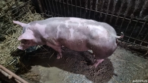 Scrofita Petrain Belgian