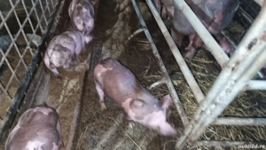 Purcei Petrain Belgian