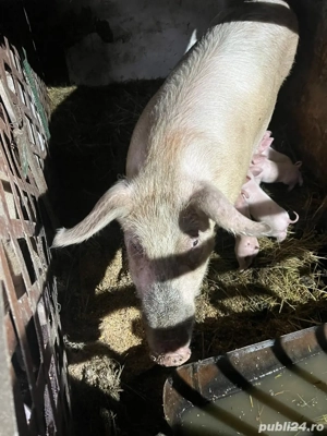 scroafa 300kg Landrace cu 11 purcei - imagine 2