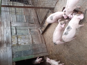 Purcei 12 săptămâni, pietrain cu landrace, 3 m și 2 f - imagine 3