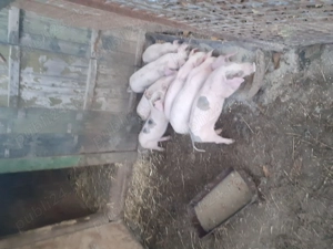 Purcei 12 săptămâni, pietrain cu landrace, 3 m și 2 f - imagine 4
