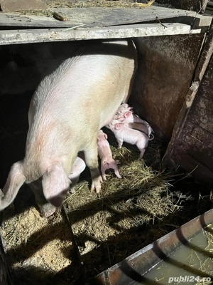 scroafa 300kg Landrace cu 11 purcei - imagine 5