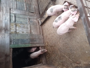 Purcei 12 săptămâni, pietrain cu landrace, 3 m și 2 f - imagine 2