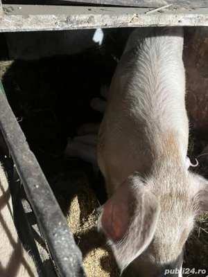 scroafa 300kg Landrace cu 11 purcei - imagine 3