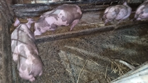 Purcei Petrain Belgian - imagine 2