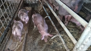 Purcei Petrain Belgian - imagine 4